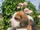 Chiots beagle à donner 