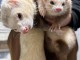 Furet disponible de suite 