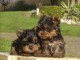 Chiots Yorkshire terrier femelle a donner 