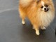 Chiots spitz allemand à adopter 