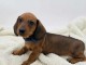 Bébé chiot type teckel a poil ras 