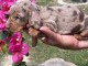 Adoption chiot teckel alerquin 