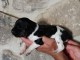 Je donne chiot disponible mâle 