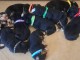 Adoption chiot bouvier bernois disponible 