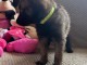Bébé chiot belge belge lof 