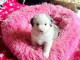 Je donne chiot berger australien 