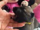 Bébé chiot belge belge à donner 