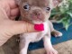 Bébé chiot chihuahua femelle a donner 