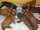 Magnifique chiot boxer a donner 