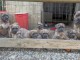 Magnifique chiot Cane corso à donner 