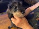 Chiots teckel a poil dur à adopter 