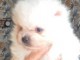 Dons chiot spitz allemand race pure 