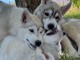 chiot sibérien husky a donner 