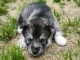 Mâle chiot husky sibérien adorable 