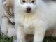 Bébé chiot husky sibérien adorable 