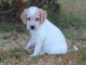 Bébé chiot setter anglais lof mâle 
