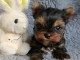 Dons chiot Yorkshire femelle 
