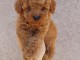 Chiots Caniche Nain et Toy