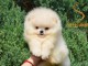 Poméranien BOO chiots à vendre