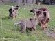 Chiot Leonberger à adopter 