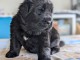 magnifique chiot Terre neuve a donné 