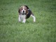 adorable chiot beagle disponible 
