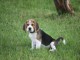 magnifique chiot beagle disponible 
