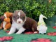 adorable  chiot berger australien lof 