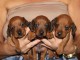 chiot teckel a poil ras disponible mâle et femelle 