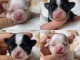 chiots chihuahua à adopter mâle et femelle 