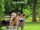 Akita Inu - female puppy, 6 months old Champion bloodline