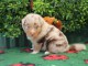 chiot berger australien lof mâle 