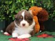 bébé chiot berger australien lof mâle 