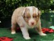magnifique chiot berger australien mâle 