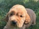 adorable chiot cocker a donner 