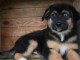 Don chiot berger australien mâle 