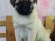 adopter chiot carlin disponible 