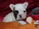 Dons chiot bouledogue français 