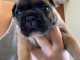 bébé chiot bouledogue français disponible 