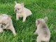 chiot bouledogue français mâle et femelle intéressé contactez moi