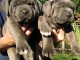 Dons chiot cane corso 