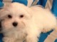 bébé chiot bichon maltais mâle 