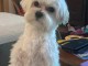 adopter chiot bichon maltais mâle 