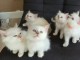 Chatons Sacré de Birmanie à adopter 
