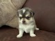 chiot chihuahua femelle a donner 
