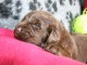 Dons chiot Terre neuve mâle 