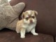 magnifique chiot chihuahua mâle a donner 