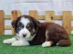 chiot berger américain minuature à adopter 