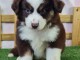 Adorable chiot berger américain minuature 