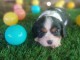Adopter chiot cavalier king charle 